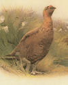 Standing grouse