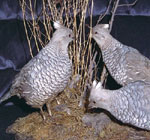 2 quail