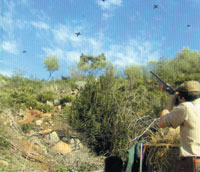 Partridge shooting