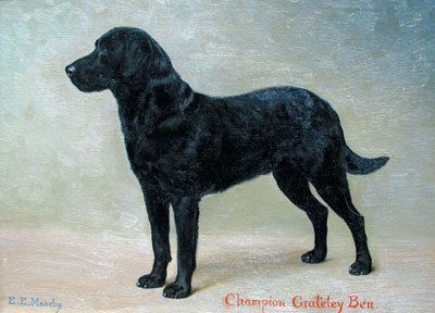 Painting Black Labrador