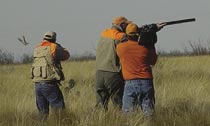 quail shooting